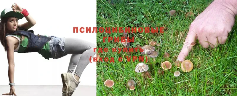 где купить наркоту  Любим  Галлюциногенные грибы Psilocybine cubensis 